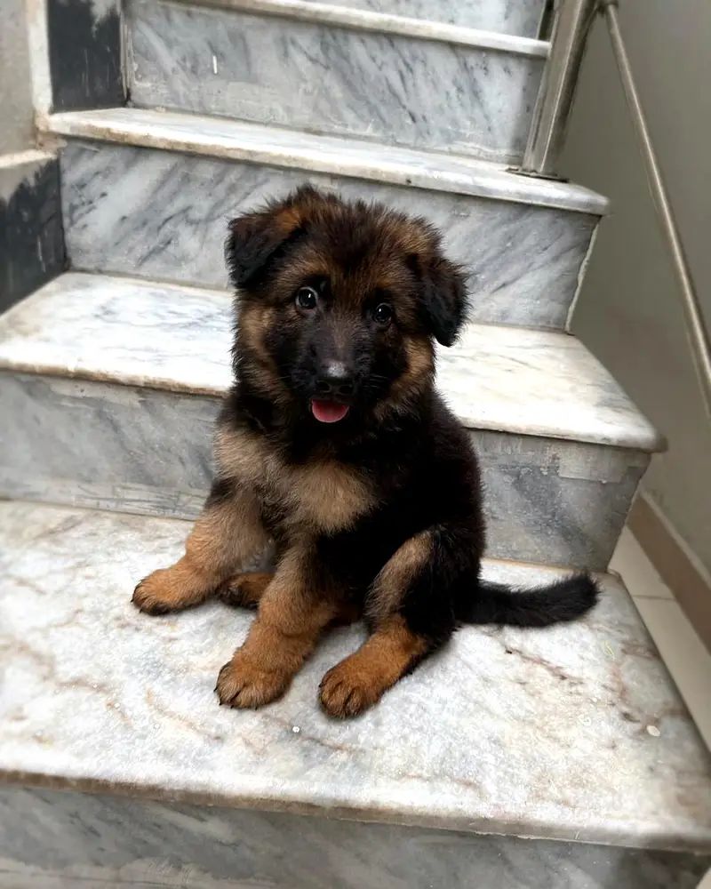 Male Long Coat German Shepherd Puppy | Pedigree Parents — photo 5