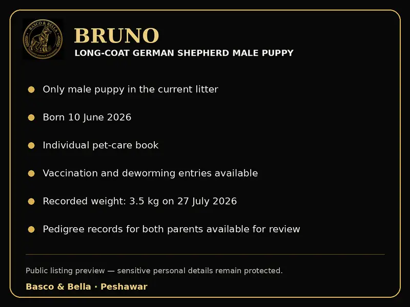 Male Long Coat German Shepherd Puppy | Pedigree Parents — photo 6