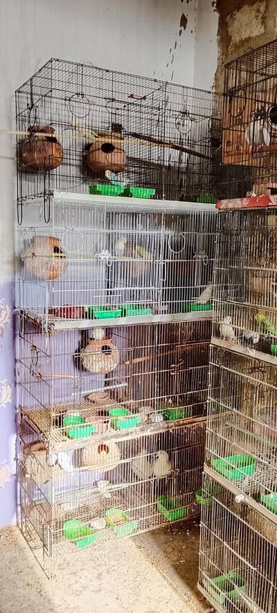 lotino albino bajari Cocktail ringneck pahadi cages matke box all setp