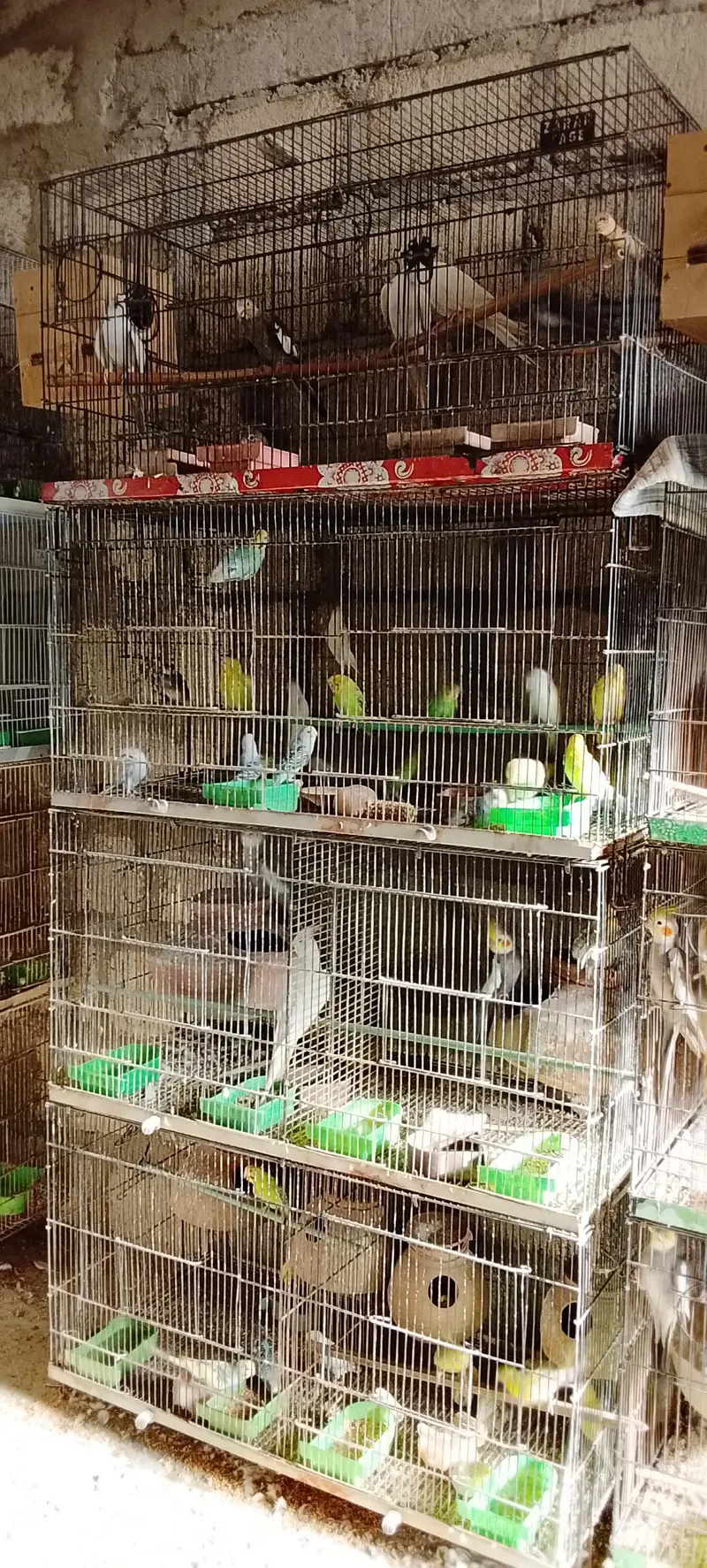 lotino albino bajari Cocktail ringneck pahadi cages matke box all setp — photo 2