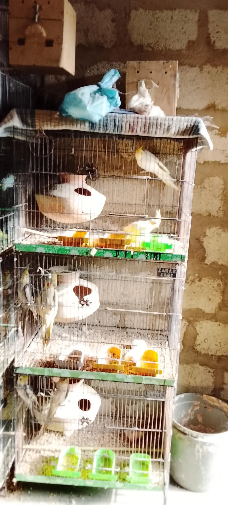 lotino albino bajari Cocktail ringneck pahadi cages matke box all setp — photo 3