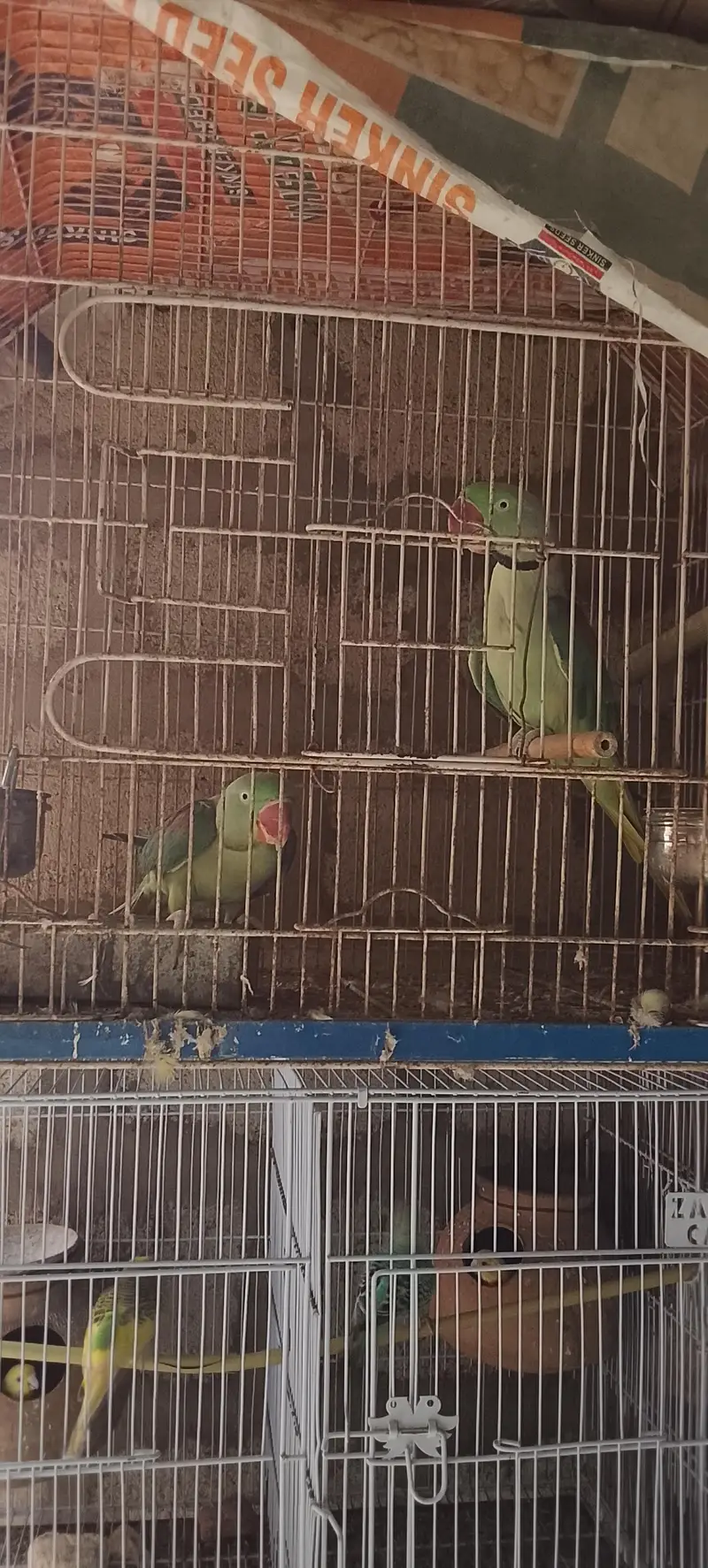 lotino albino bajari Cocktail ringneck pahadi cages matke box all setp — photo 4