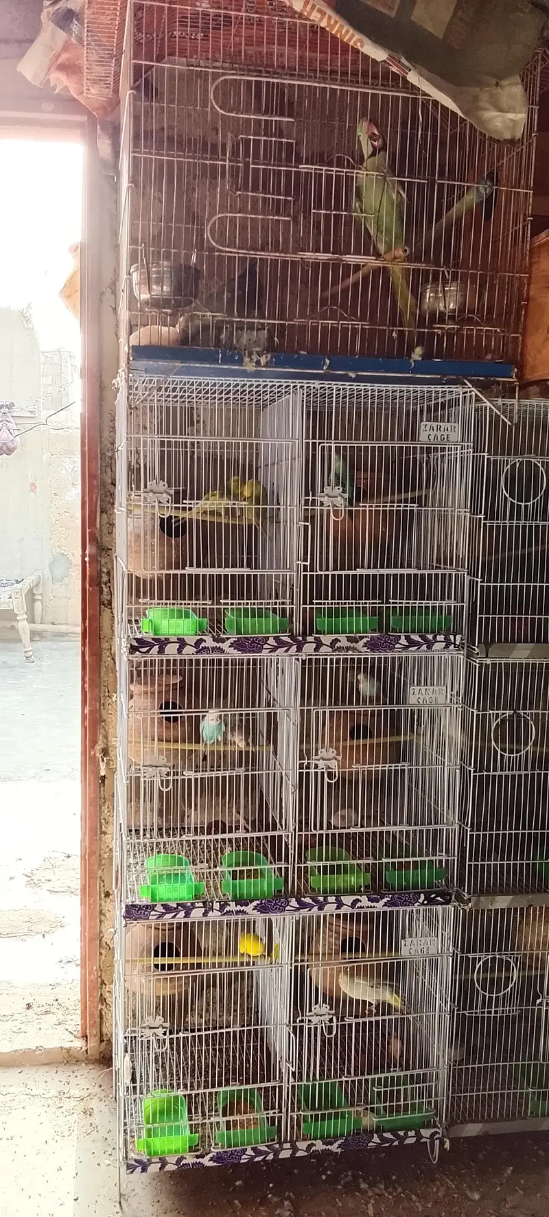 lotino albino bajari Cocktail ringneck pahadi cages matke box all setp — photo 5