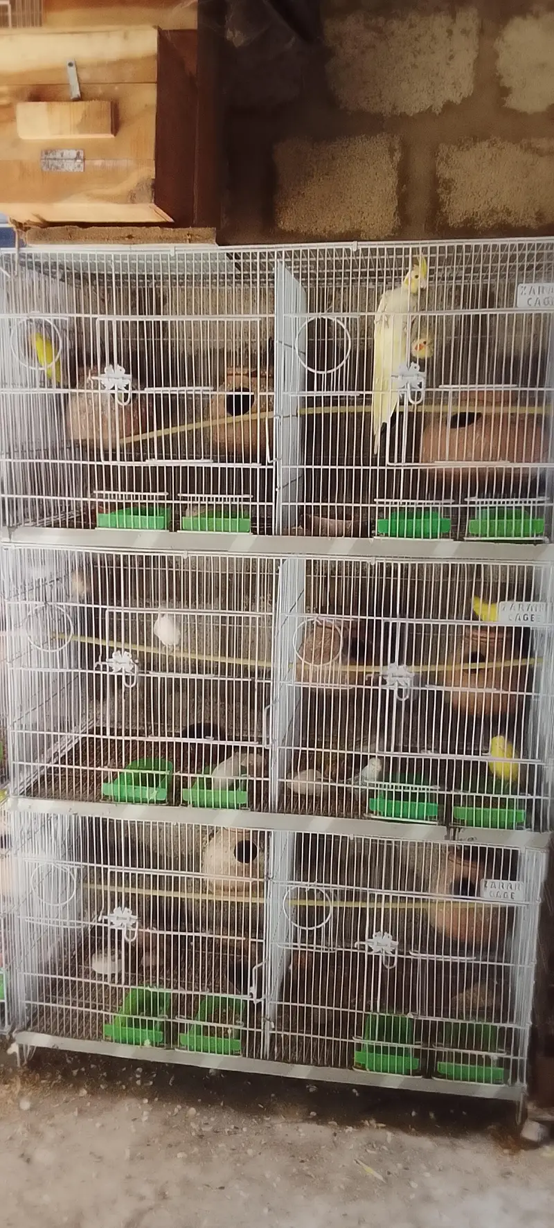 lotino albino bajari Cocktail ringneck pahadi cages matke box all setp — photo 6