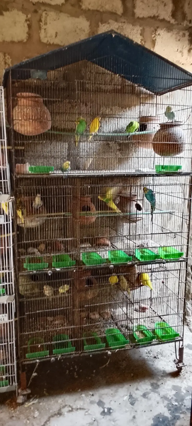 lotino albino bajari Cocktail ringneck pahadi cages matke box all setp — photo 7