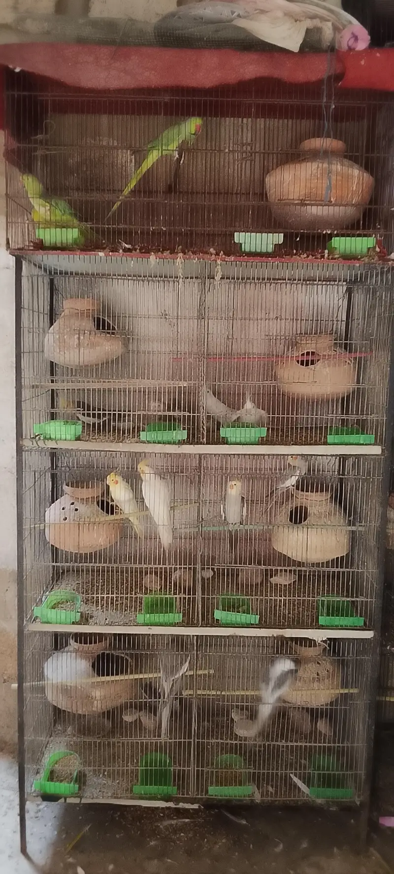 lotino albino bajari Cocktail ringneck pahadi cages matke box all setp — photo 8