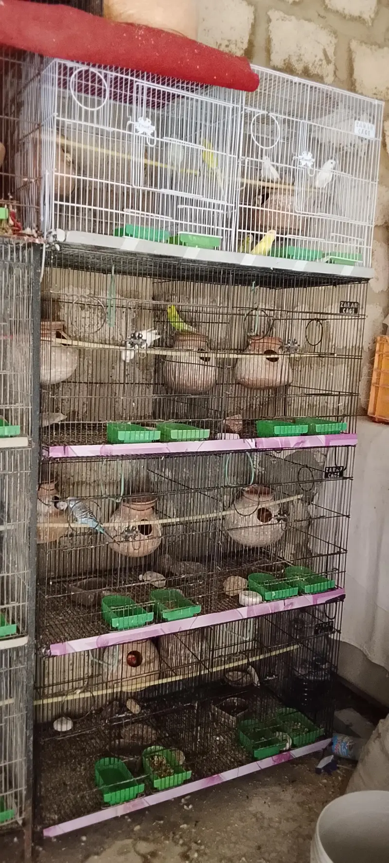 lotino albino bajari Cocktail ringneck pahadi cages matke box all setp — photo 9