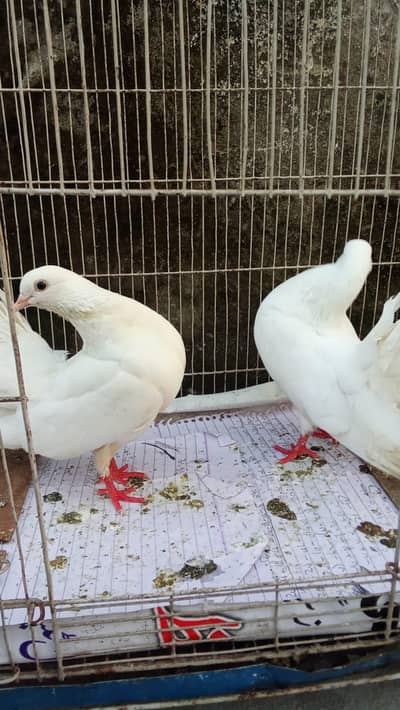 Lucky pigeons for sale