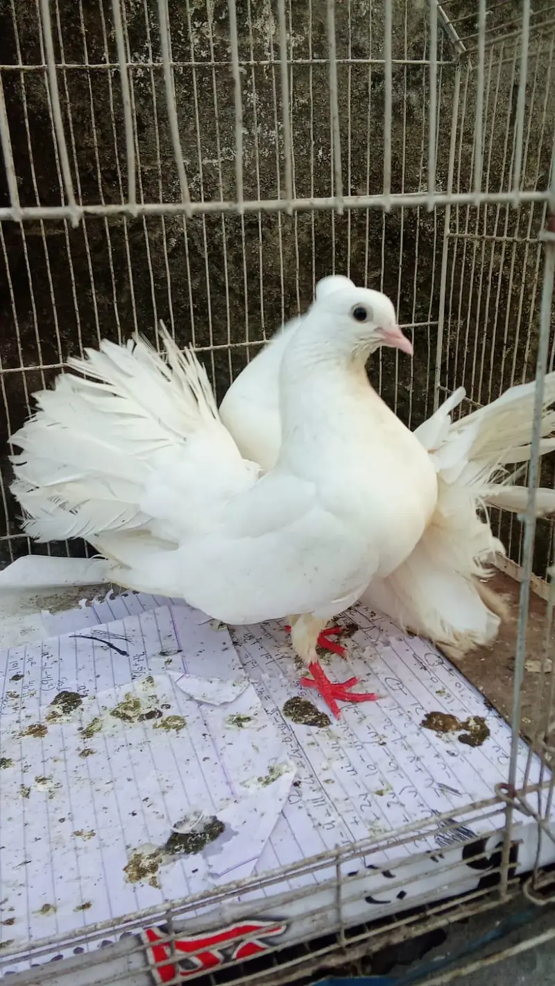 Lucky pigeons for sale — photo 2