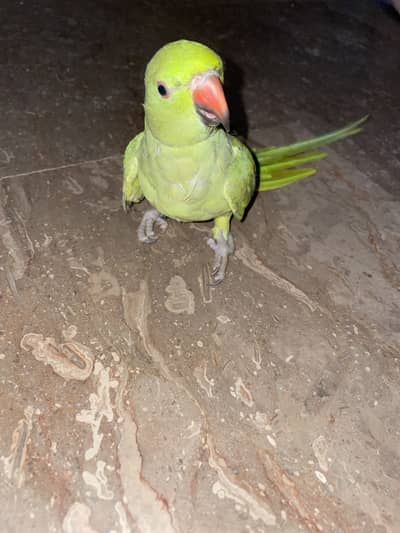 Ringneck parrot