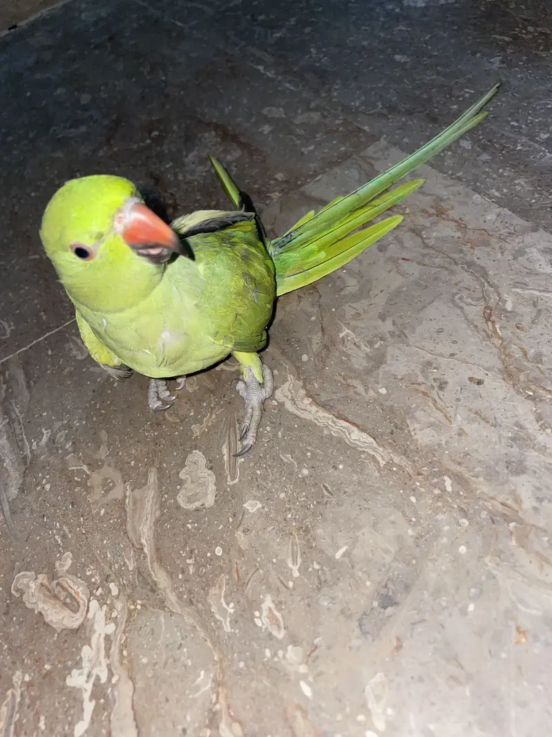Ringneck parrot — photo 2