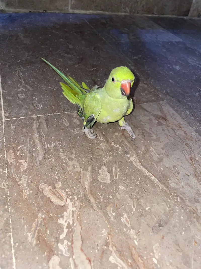 Ringneck parrot — photo 3