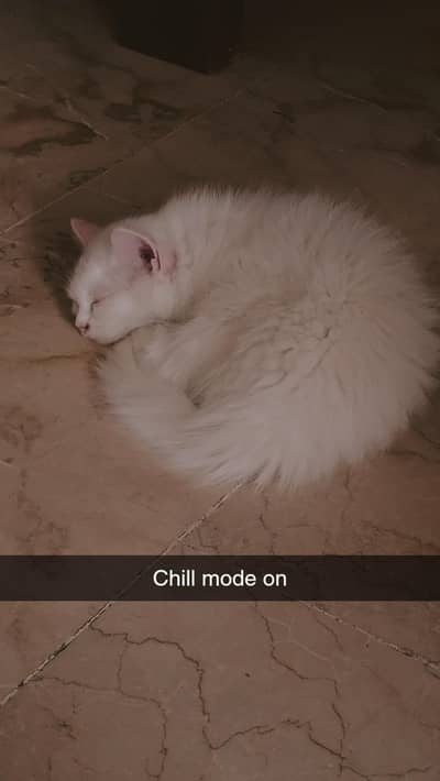 selling my adult percian female cat