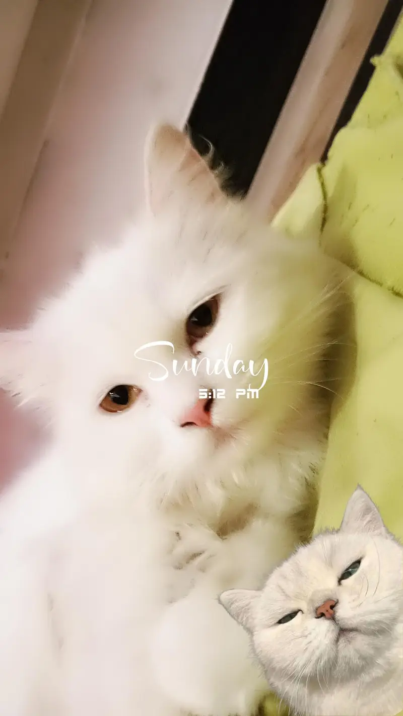 selling my adult percian female cat — photo 2