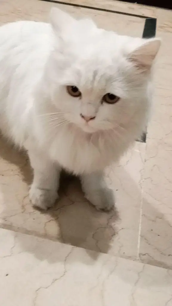 selling my adult percian female cat — photo 3