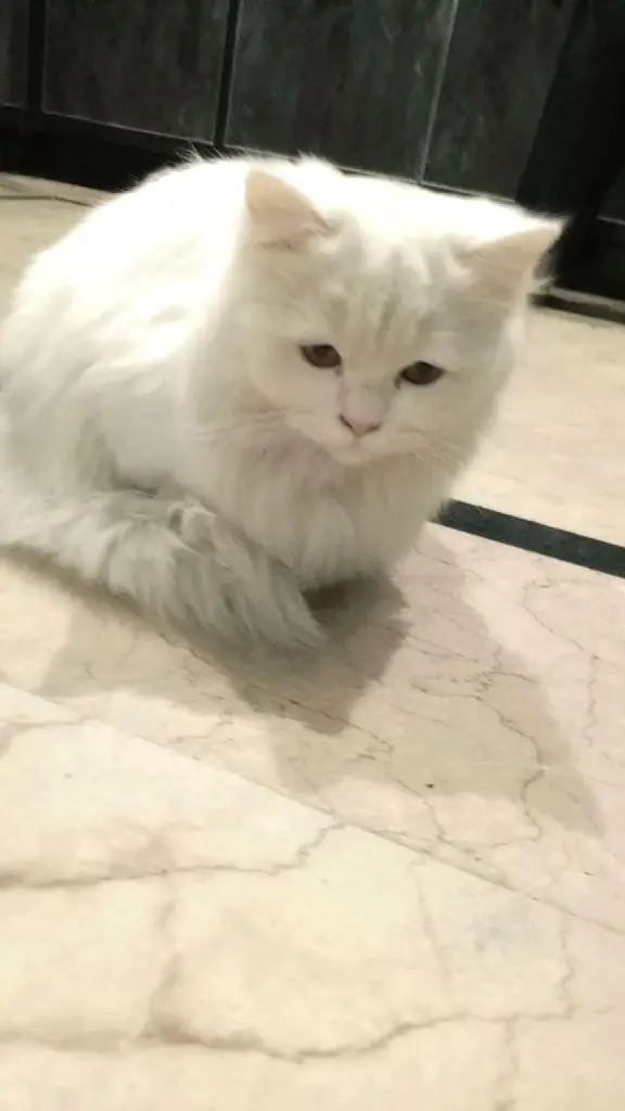 selling my adult percian female cat — photo 4