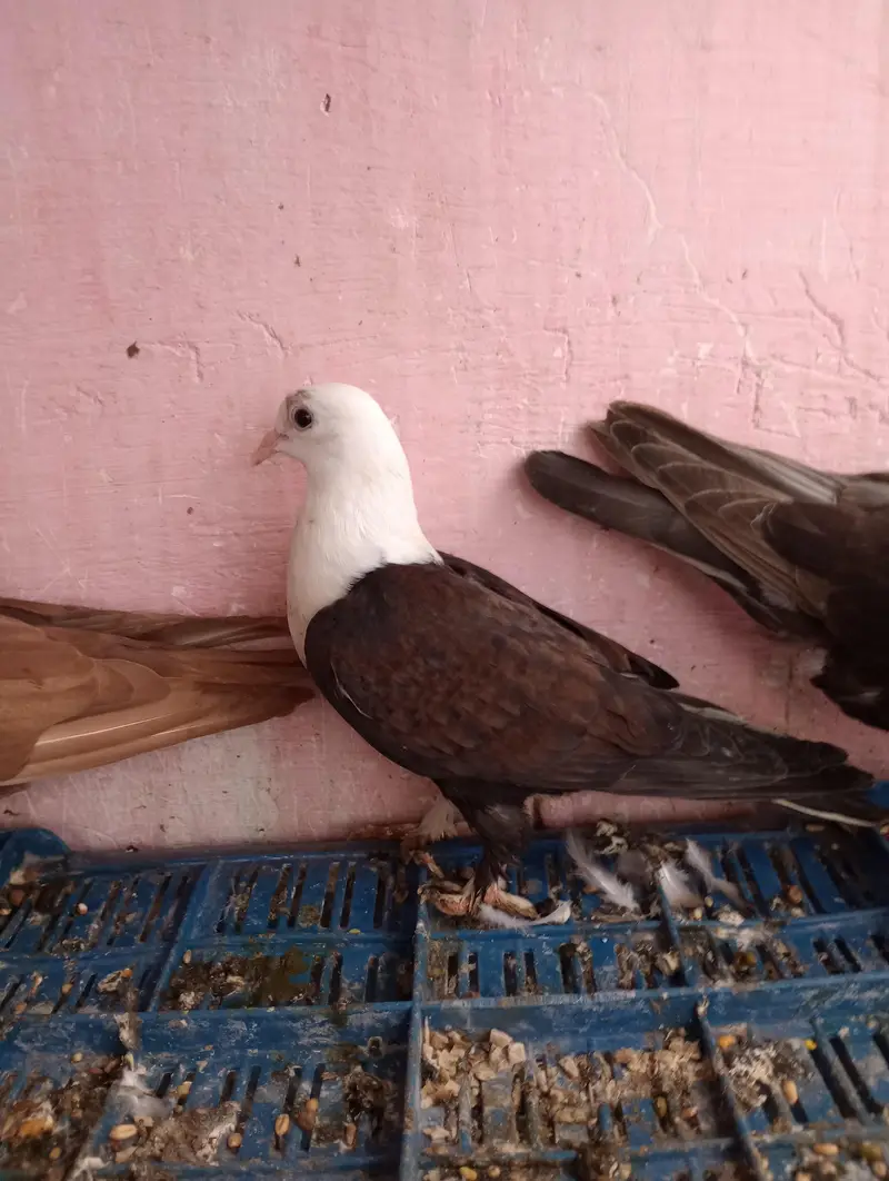 kabutar — photo 2