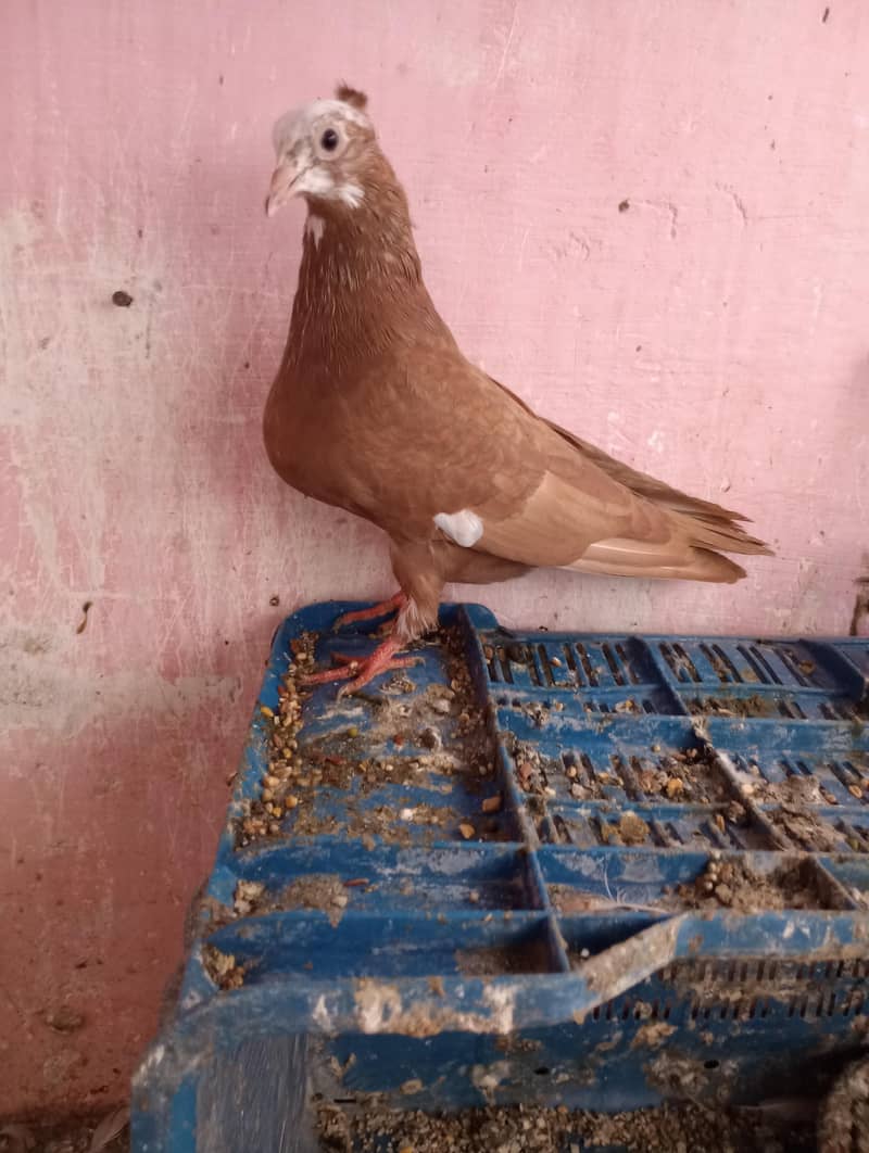 kabutar 2