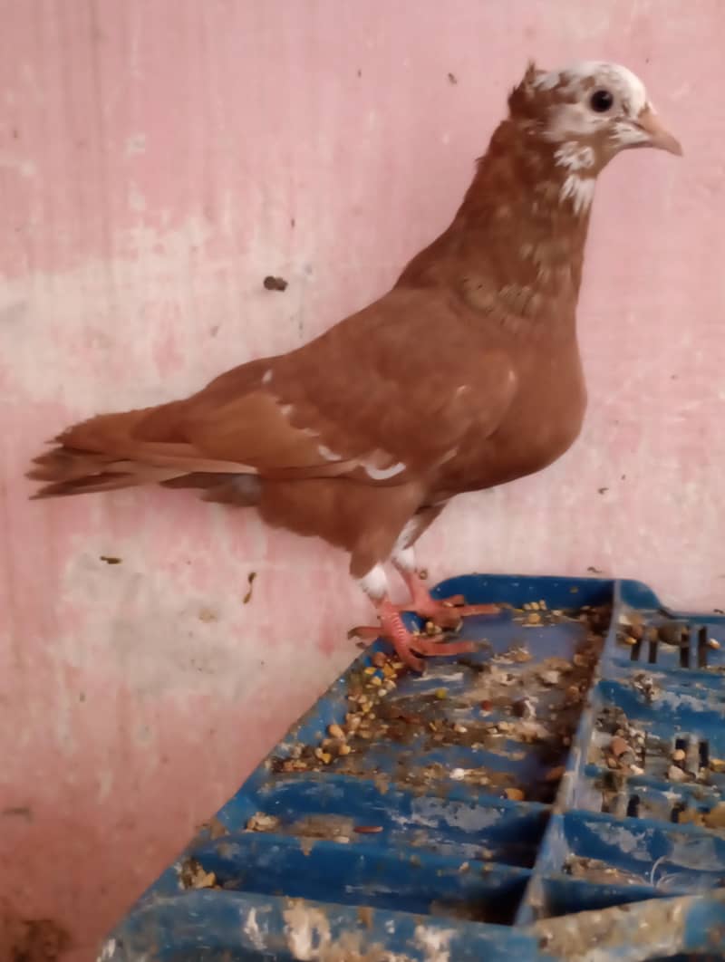 kabutar 4