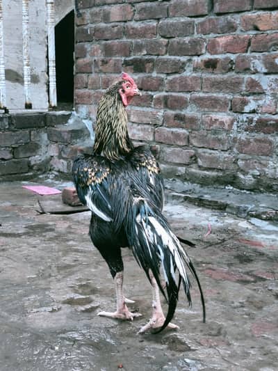 aseel MIANWALI kala nawab nasal pair