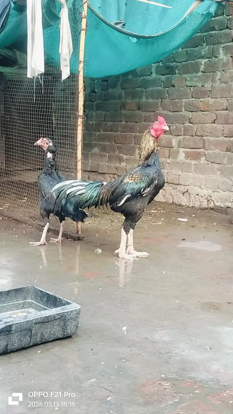 aseel MIANWALI kala nawab nasal pair — photo 2
