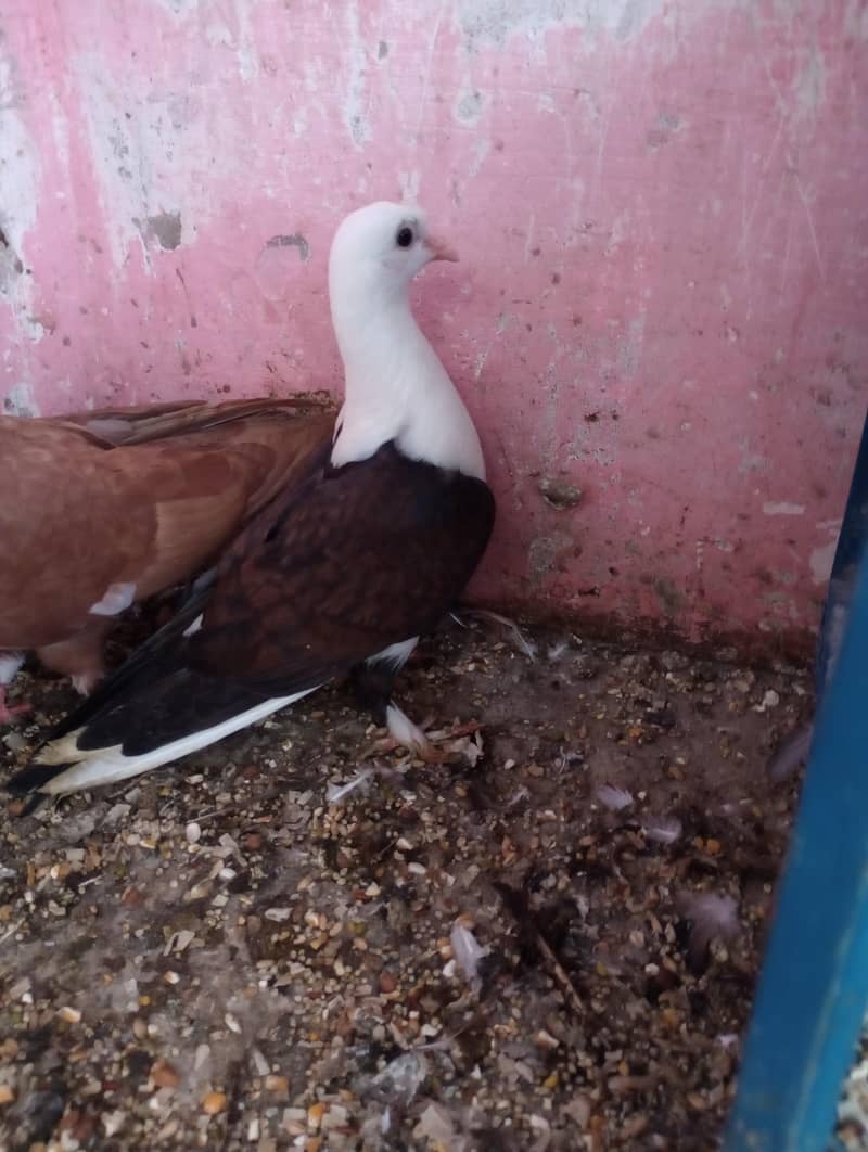 kabutar 8