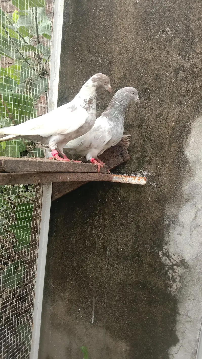 quality — photo 2