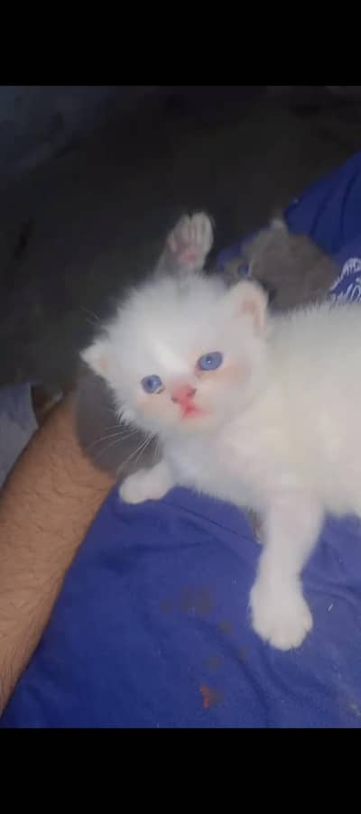 Persiaon punch Cat Baby's Pair For Sale Contact  Number 0305.4364606