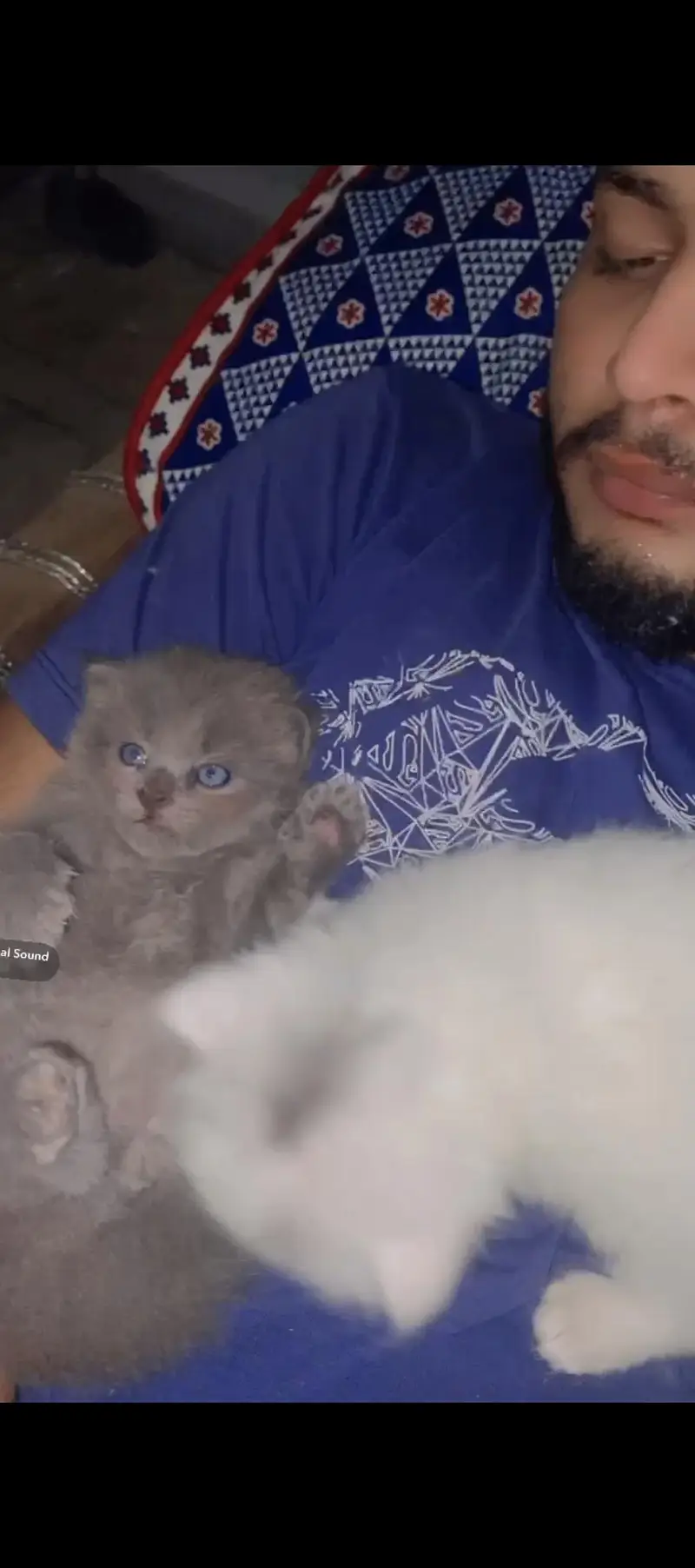 Persiaon punch Cat Baby's Pair For Sale Contact  Number 0305.4364606 — photo 2
