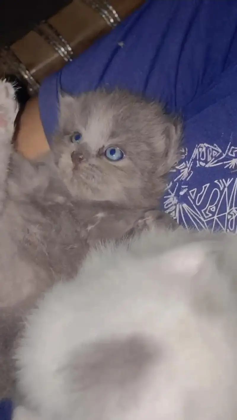 Persiaon punch Cat Baby's Pair For Sale Contact  Number 0305.4364606 — photo 4