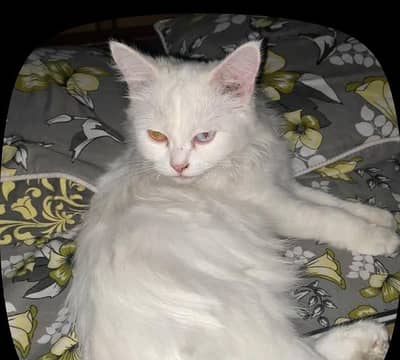 Missing white cat cookie name ha , lalzar colony