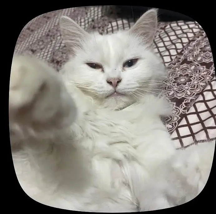 Missing white cat cookie name ha , lalzar colony — photo 2