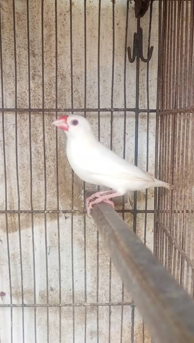 White Jumbo Size Java or Albino Java Males