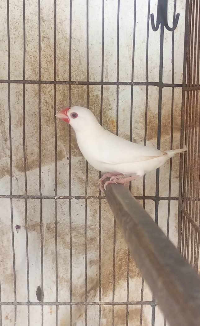 White Jumbo Size Java or Albino Java Males 1