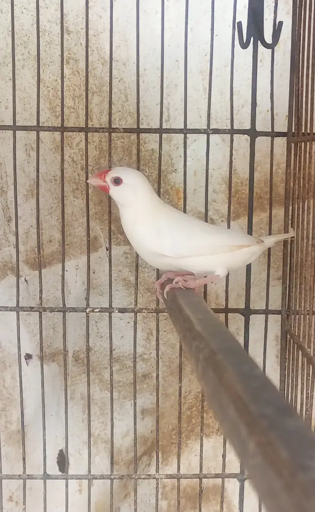 White Jumbo Size Java or Albino Java Males — photo 2
