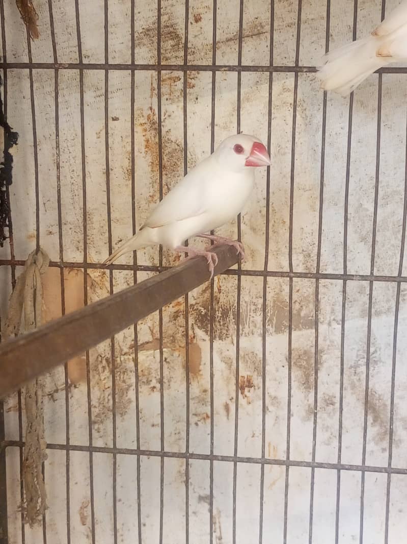 White Jumbo Size Java or Albino Java Males 2