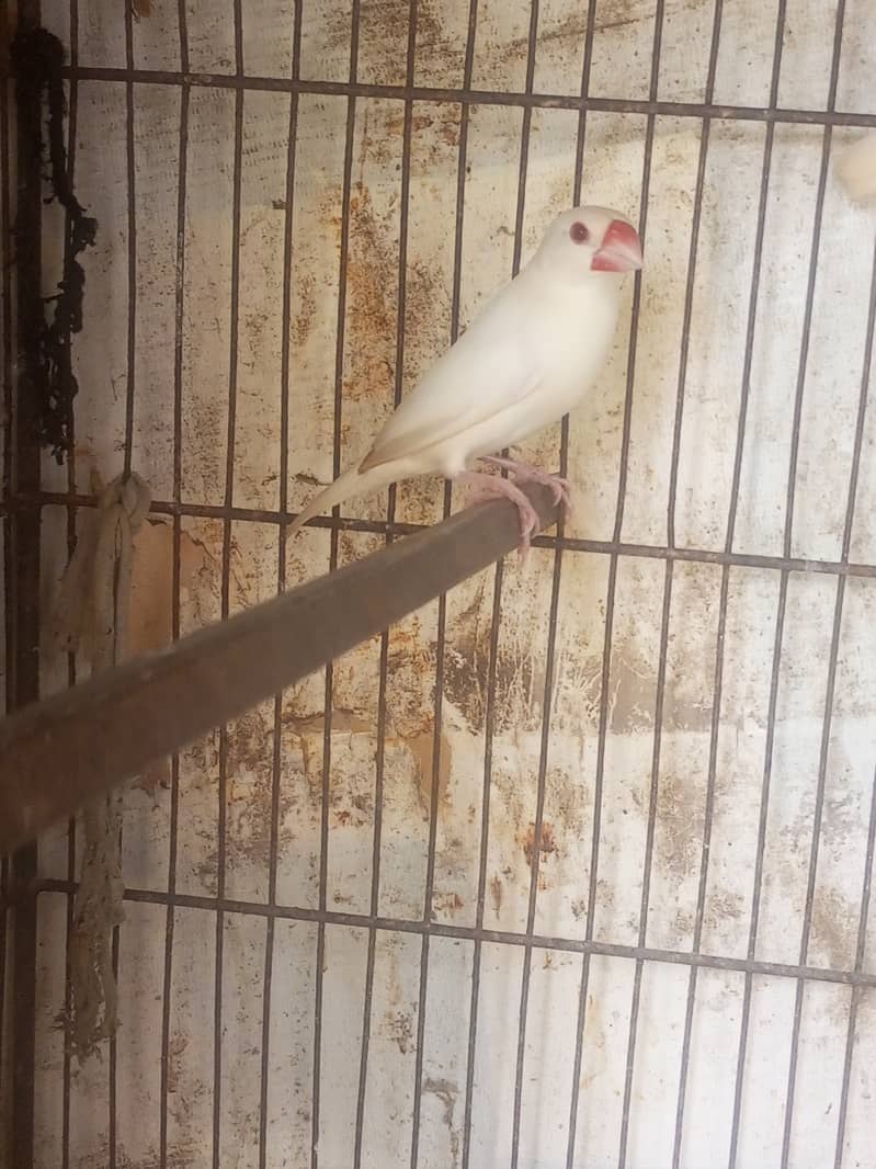 White Jumbo Size Java or Albino Java Males 3