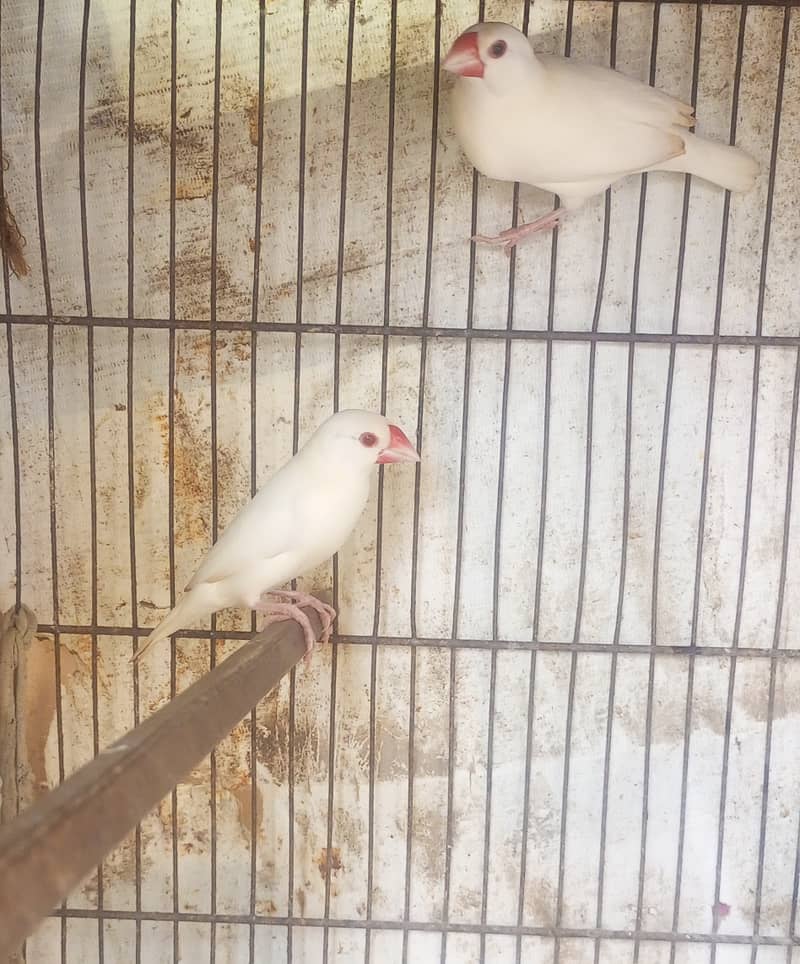 White Jumbo Size Java or Albino Java Males 4