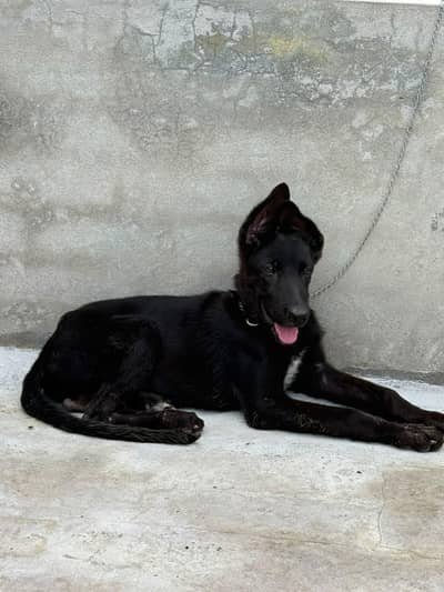 black jerman shepherd male