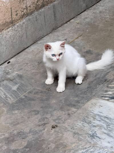 price me kami peshi hojye gi