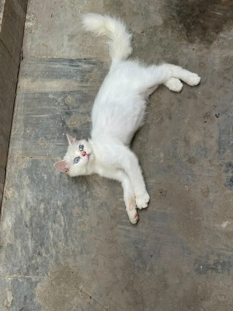 price me kami peshi hojye gi — photo 2