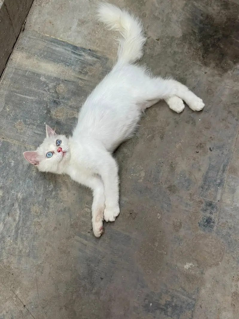 price me kami peshi hojye gi — photo 3