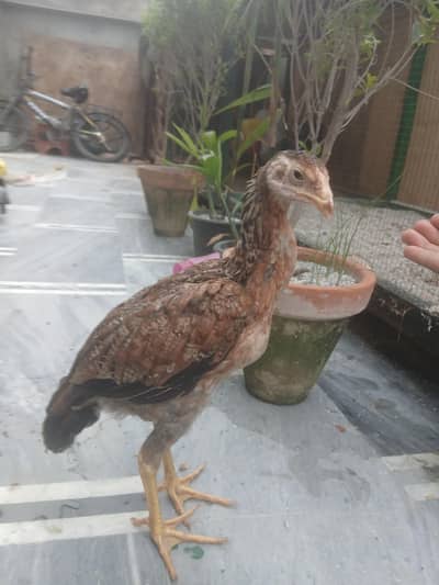 shamo chick