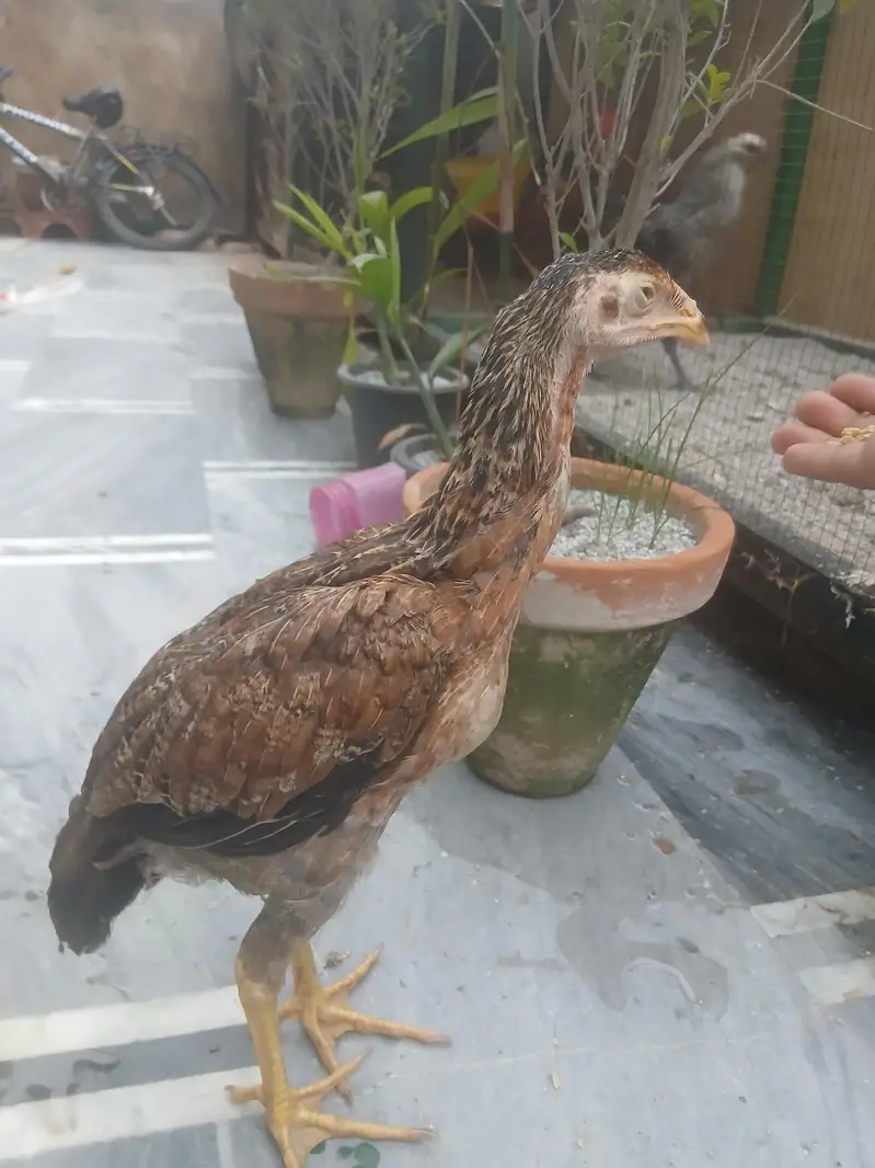shamo chick — photo 2