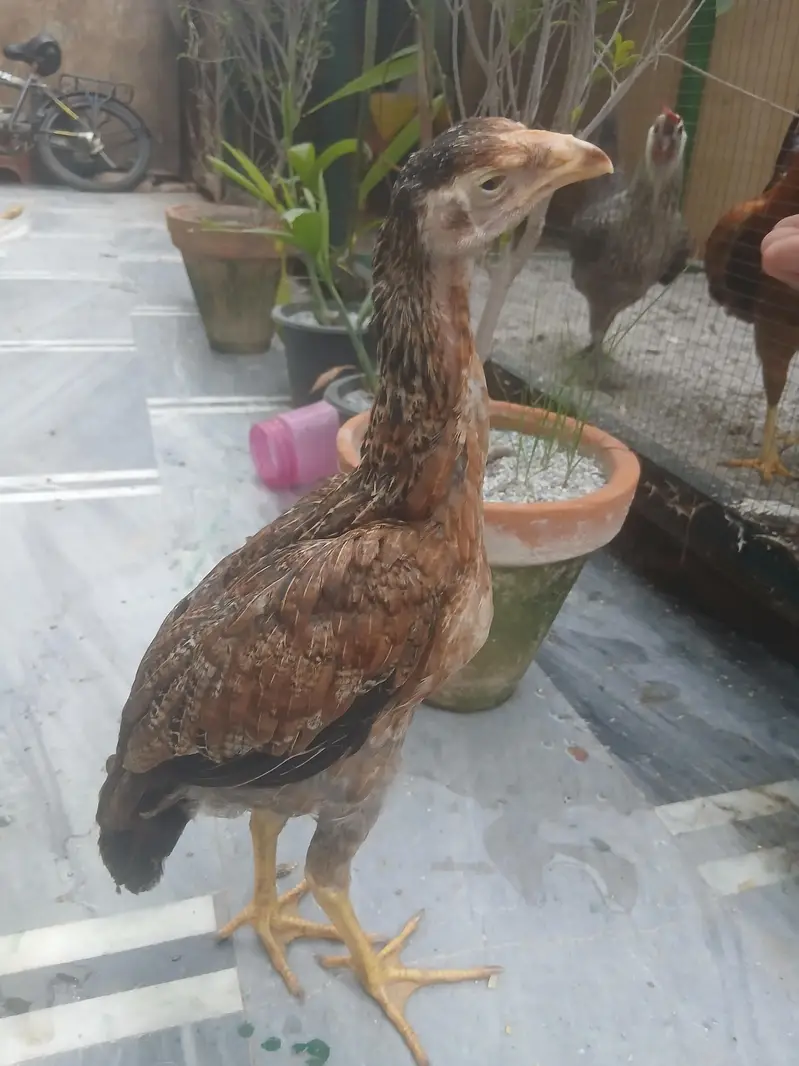 shamo chick — photo 3