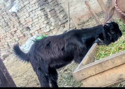 goat bakra