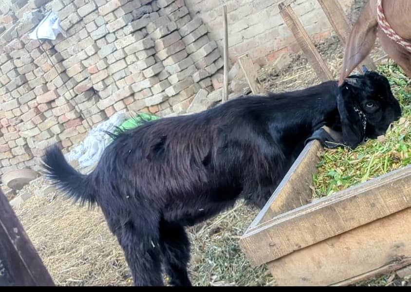 goat bakra 0