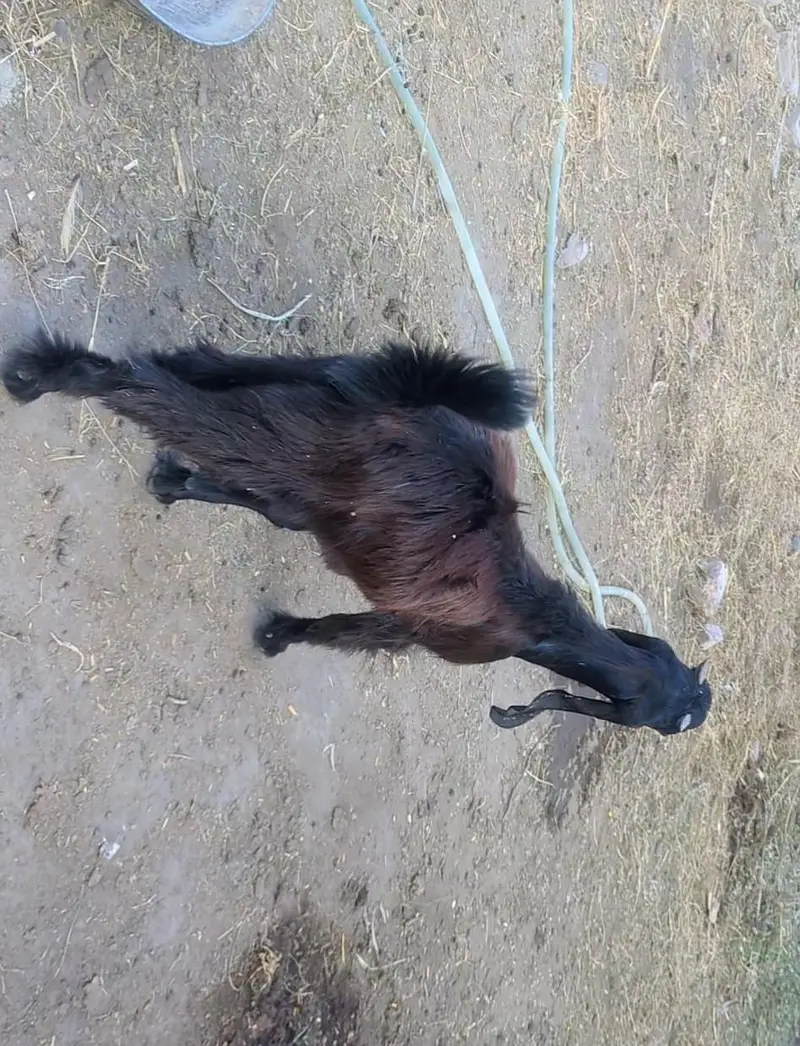 goat bakra — photo 2