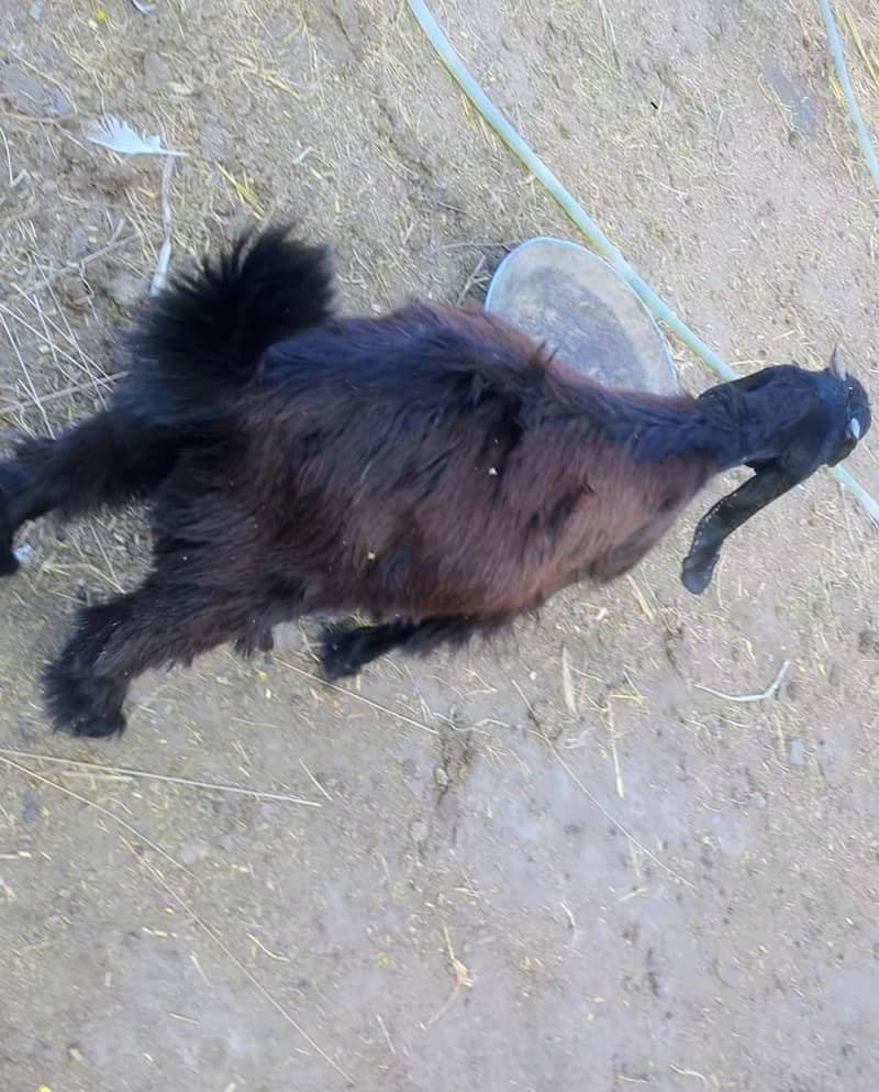 goat bakra 2