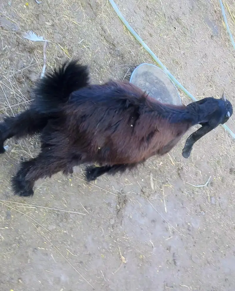 goat bakra — photo 3